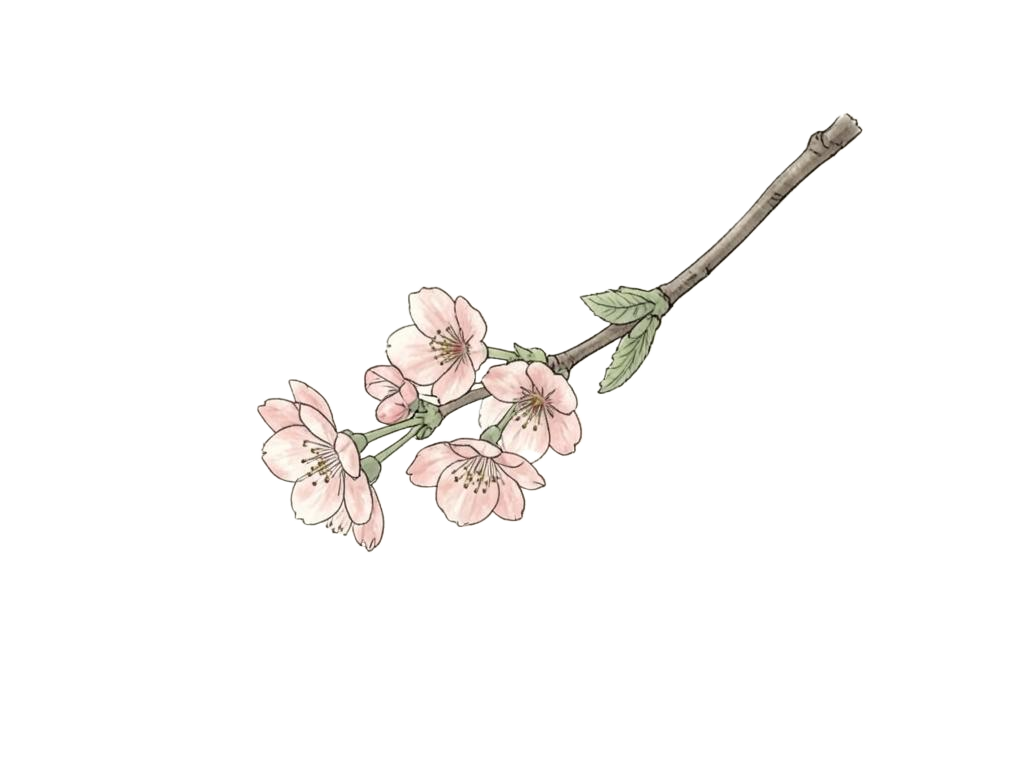 A delicate pink cherry blossom branch